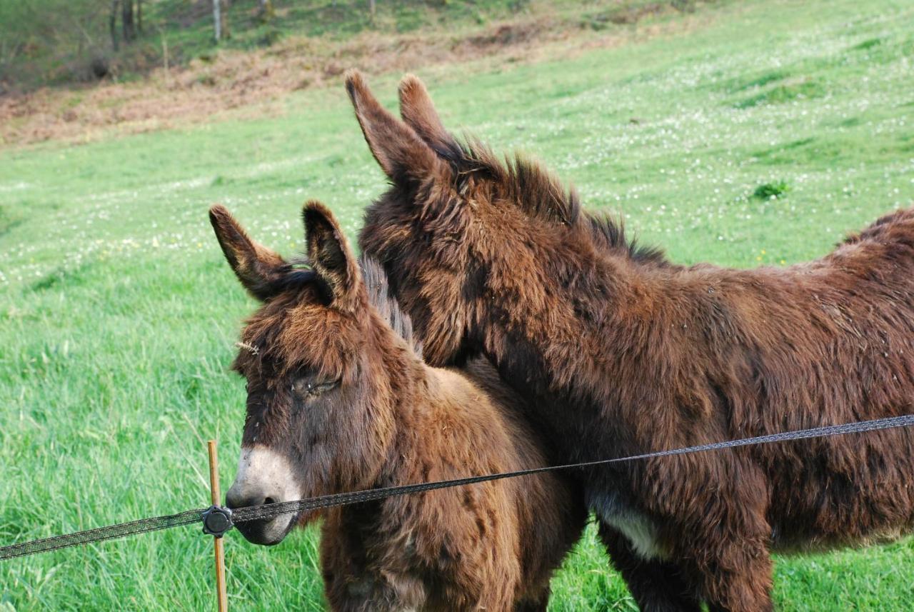 Fons  Domaine De La Piale Bed & Breakfast エクステリア 写真